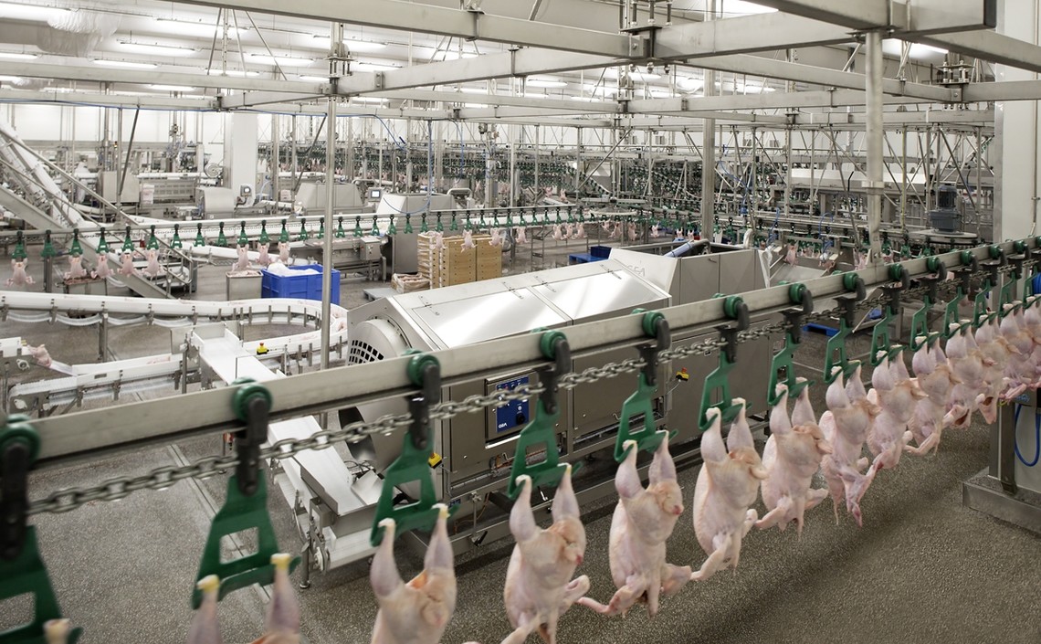 Производство мяса птицы в январе снизилось на 3,8% / Агро-Матик