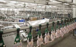 Производство мяса птицы в&nbsp;январе снизилось на&nbsp;3,8% / Агро-Матик
