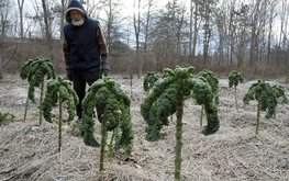 Ученые считают, что роль кормовой капусты недооценивают / Агро-Матик