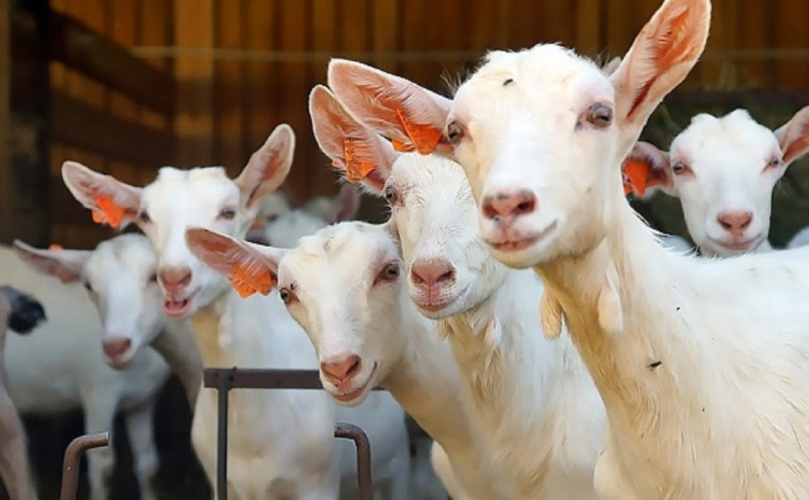 В Нижегородской области строится комплекс по производству козьего и овечьего молока / Агро-Матик