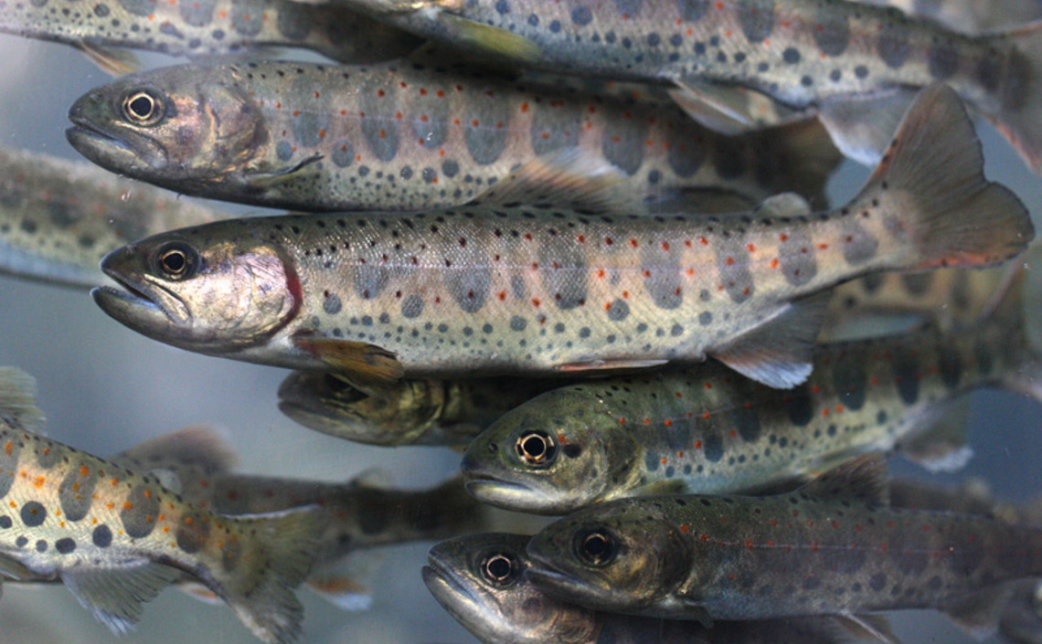 Специалисты ТИНРО тестируют экспериментальные корма для рыб / Агро-Матик