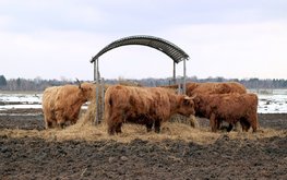 Животноводческая отрасль России обеспечена грубыми и&nbsp;сочными кормами на&nbsp;106,5% / Агро-Матик