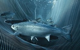 Производство аквакультурной форели и&nbsp;сёмги в&nbsp;России в&nbsp;2018 году выросло на&nbsp;20% / Агро-Матик
