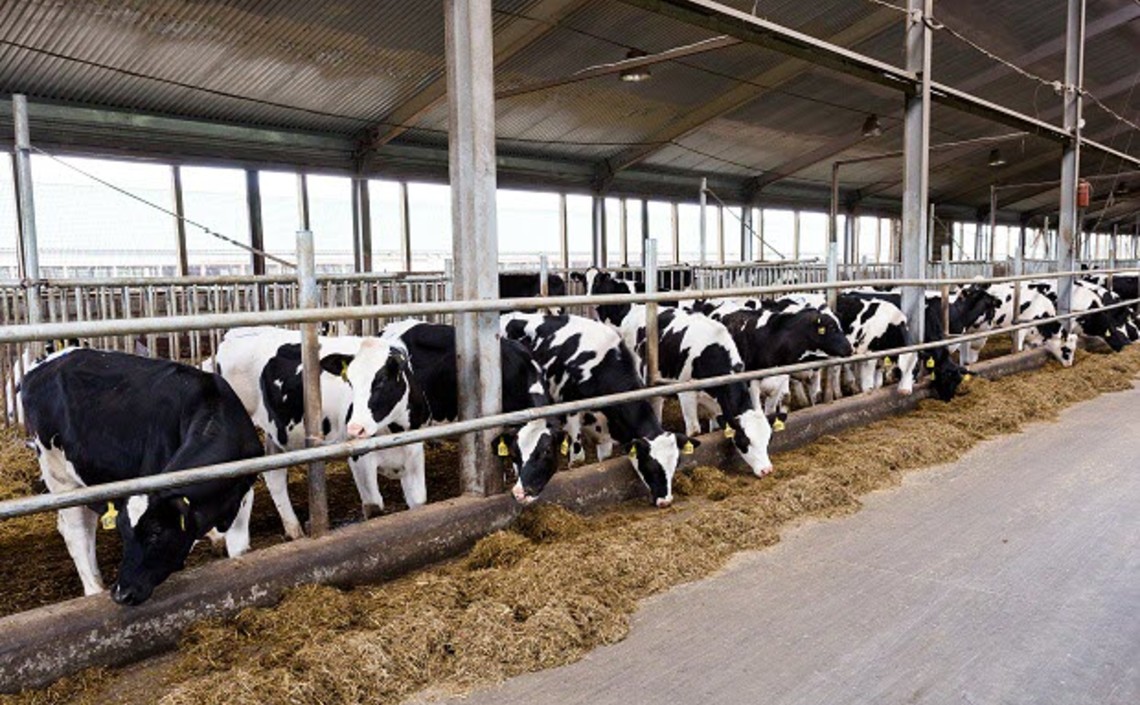 В АО «Вощажниково» испытали 108 видов корма для коров / Агро-Матик