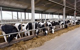 В&nbsp;АО&nbsp;&laquo;Вощажниково&raquo; испытали 108 видов корма для коров / Агро-Матик