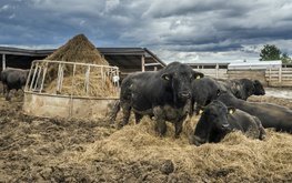 На&nbsp;Ставрополье реализуют новые мясные породы КРС / Агро-Матик