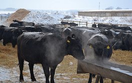 За&nbsp;год в&nbsp;Воронежской области надой на&nbsp;одну корову увеличился на&nbsp;423&nbsp;кг / Агро-Матик