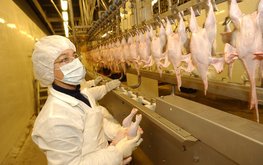 Удмуртия планирует начать экспорт мяса птицы в&nbsp;Китай / Агро-Матик