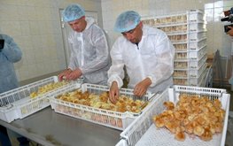 В&nbsp;Хабаровском крае усилят поддержку племенного птицеводства / Агро-Матик