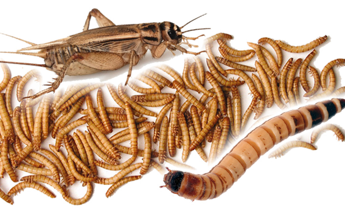 Ученые в Бразилии тестируют использование насекомых в качестве корма для животных / Агро-Матик
