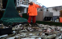 Поморье должно стать центром глубокой переработки водных биоресурсов / Агро-Матик
