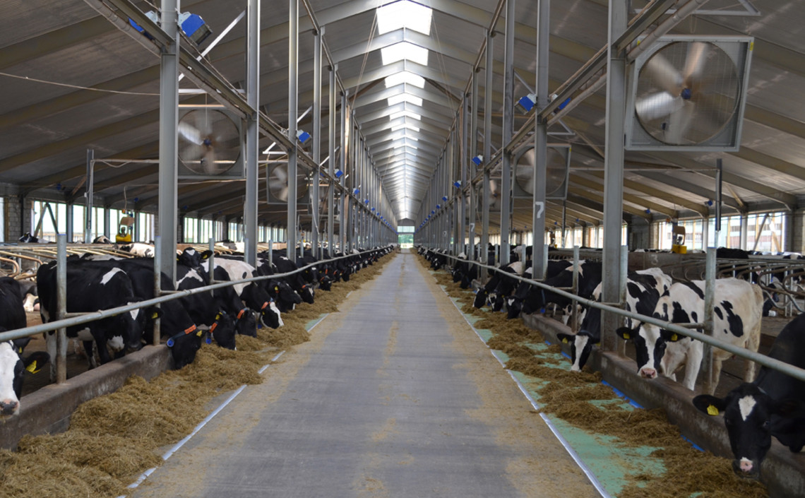 Крупные производители молока работают с «Агро-Матик» / Агро-Матик