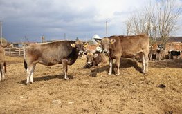 Производство молока в Калужской области увеличено на 19% / Агро-Матик