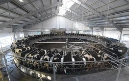 &laquo;ЭкоНива&raquo; вложит 250 млн руб. в строительство комбикормового цеха в Новосибирской области / Агро-Матик