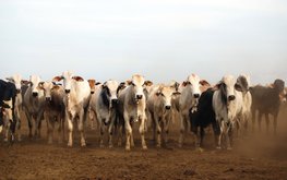 Ученые советуют кормить КРС кукурузой с&nbsp;высокой влажностью / Агро-Матик