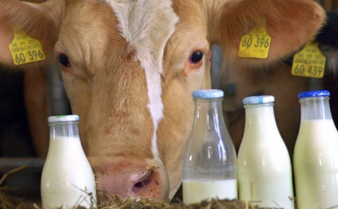 Минсельхоз — в России растет производство молока / Агро-Матик