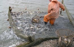 Ставрополье вошло в&nbsp;пятерку ведущих регионов страны по&nbsp;вылову прудовой рыбы / Агро-Матик