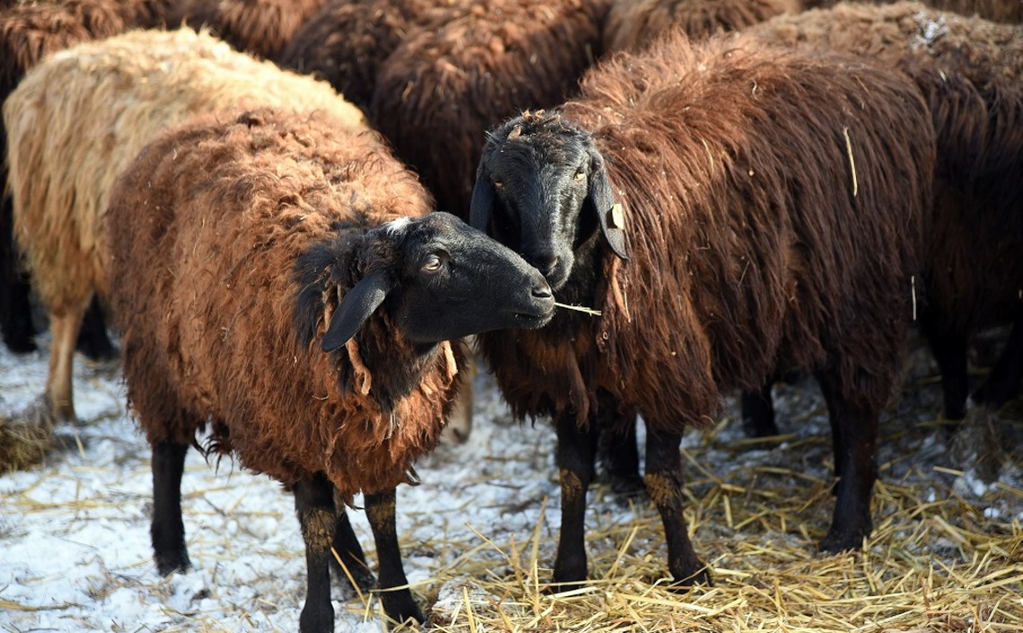 Селекционная работа помогает развивать овцеводство в Волгоградской области / Агро-Матик