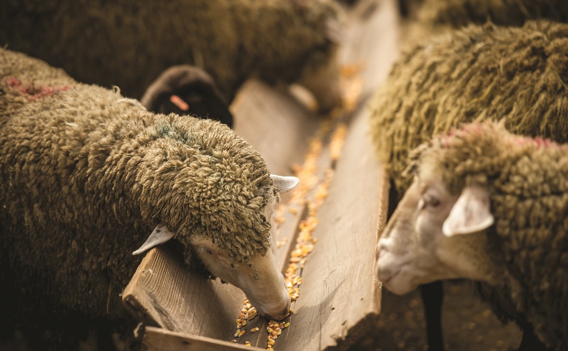 Откорм овец и мясная продуктивность / Агро-Матик