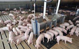 На "Звягинский" свинокомплекс доставлено первое поголовье животных / Агро-Матик