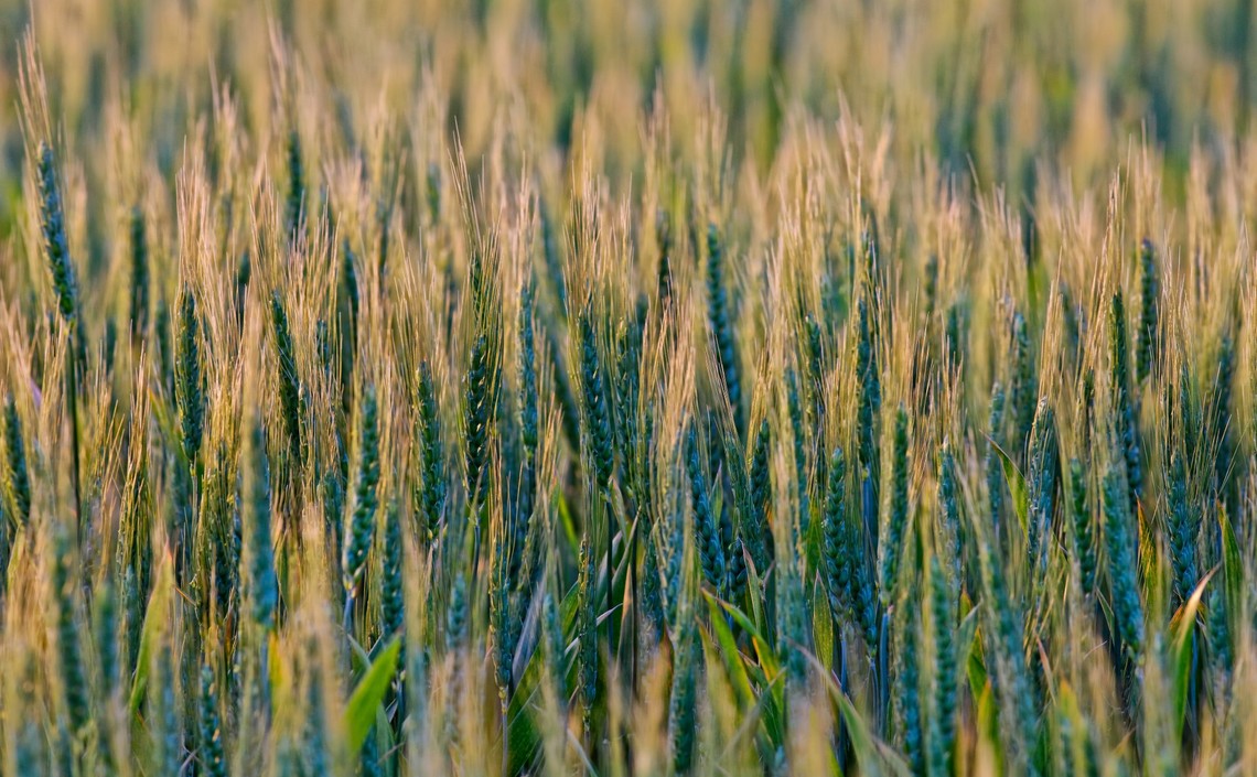 Омские ученые вывели новый многолетний сорт пшеницы / Агро-Матик