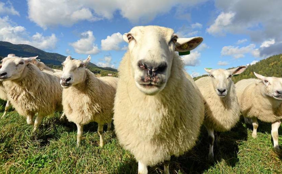 Минсельхоз РФ в сентябре представит стратегию развития овцеводства и козоводства / Агро-Матик