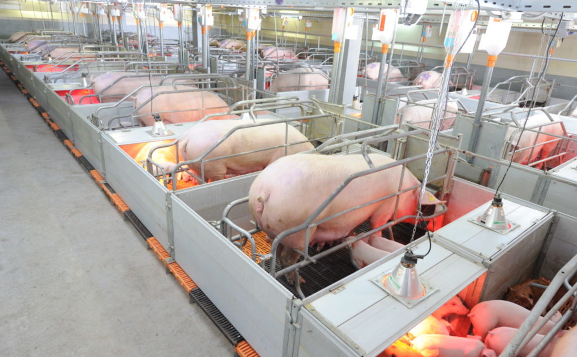 Можно ли выращивать свиней без антибиотиков? / Агро-Матик