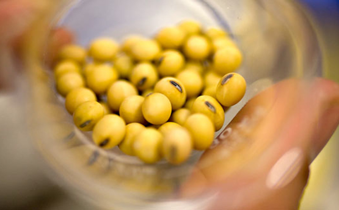 В Великобритании разрешили масло ГМО-культур в составе комбикормов / Агро-Матик