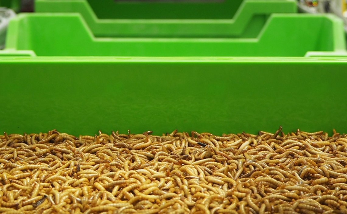 Дрожжевые пробиотики могут сделать производство кормовых насекомых более эффективным / Агро-Матик