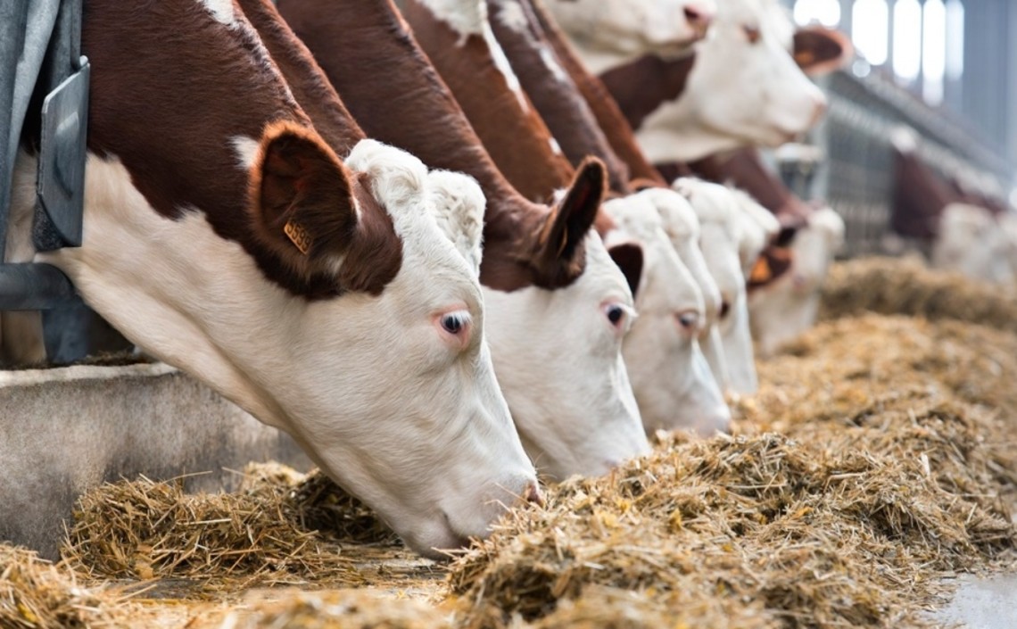 В хозяйствах Мордовии увеличилась молочная продуктивность / Агро-Матик
