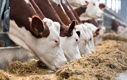 В хозяйствах Мордовии увеличилась молочная продуктивность / Агро-Матик