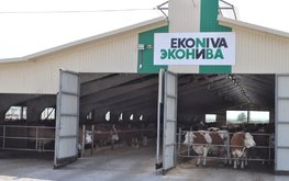 &laquo;ЭкоНива&raquo; в 2020 году произведёт более 1 млн тонн молока / Агро-Матик