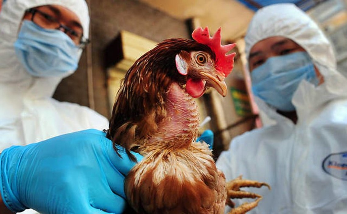 Британские ученые редактируют куриные гены, чтобы сделать их устойчивыми к птичьему гриппу / Агро-Матик