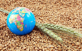 Прогноз мировых запасов зерновых самый низкий за&nbsp;4&nbsp;года&nbsp;&mdash; FAO / Агро-Матик