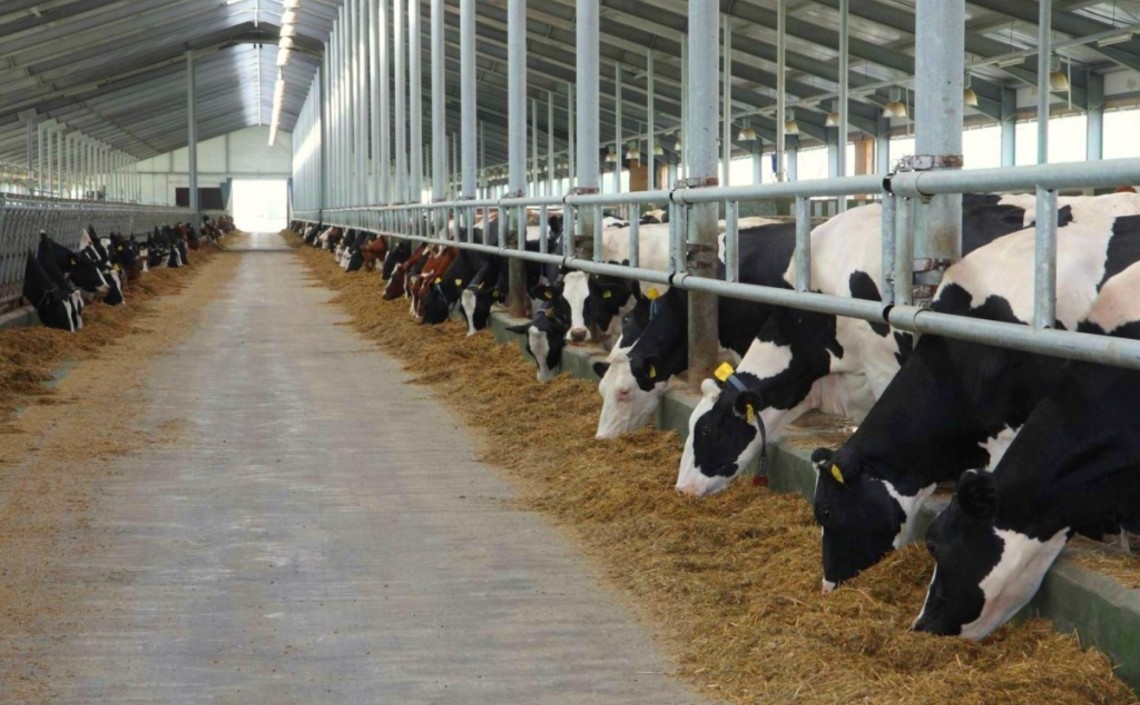 В Рязанской области производство молока выросло на 3,4% / Агро-Матик