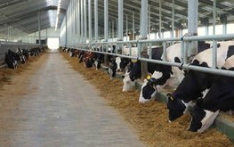 В&nbsp;Рязанской области производство молока выросло на&nbsp;3,4% / Агро-Матик