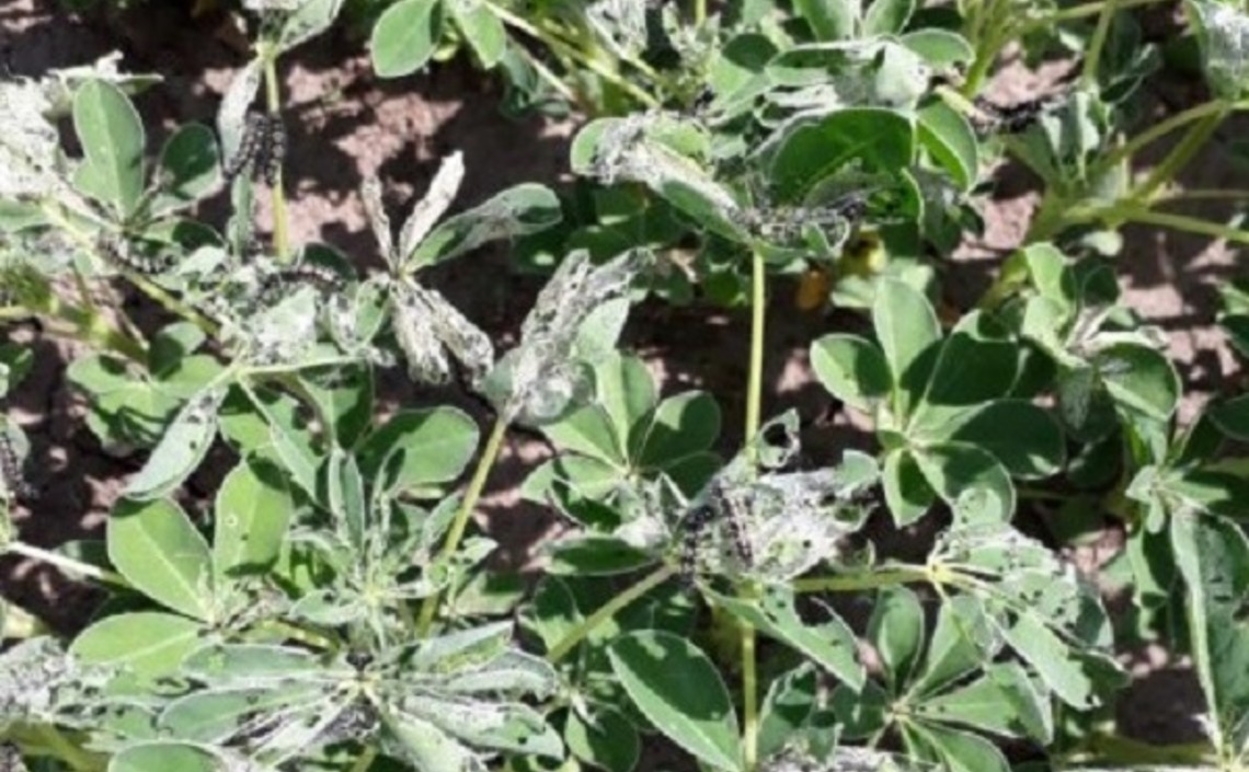 Бабочки репейницы вредят посевам люпина в Брянской области / Агро-Матик