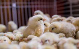 В&nbsp;Пензенской области запущена работа новой птицефабрики яичного направления / Агро-Матик