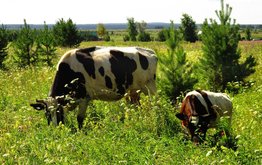 Новая поддержка для фермеров стартует в&nbsp;2019 году в&nbsp;рамках национального проекта / Агро-Матик