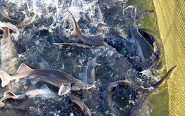 Новый рыбоводный комплекс по&nbsp;выращиванию товарной рыбы планируется создать в&nbsp;Солнечногорском районе Московской области / Агро-Матик