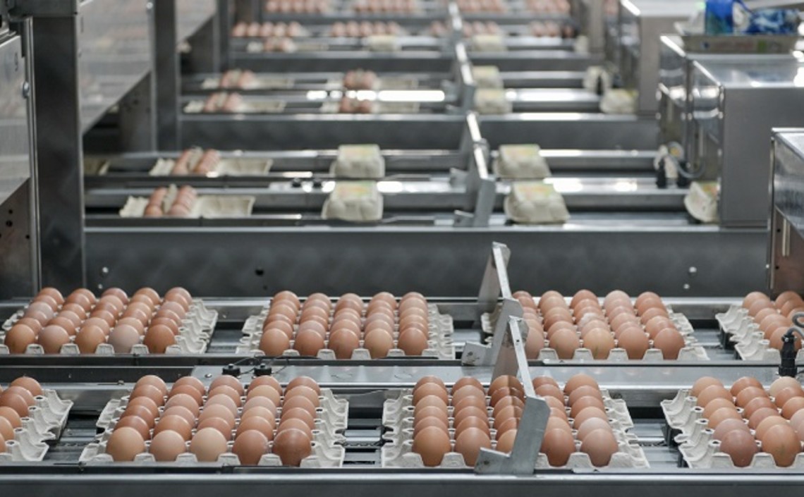 В Воронежской области могут открыть три птицефабрики на 600 млн яиц / Агро-Матик
