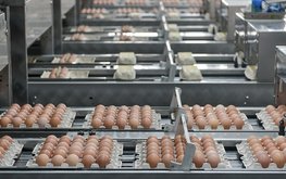 В&nbsp;Воронежской области могут открыть три птицефабрики на&nbsp;600 млн яиц / Агро-Матик