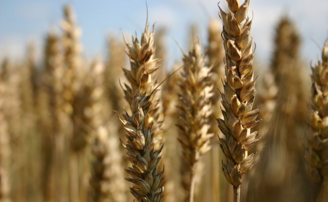 Британские ученые создали засухоустойчивую пшеницу / Агро-Матик