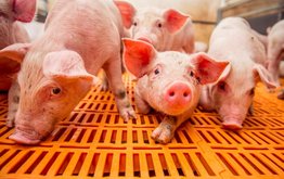 В&nbsp;России растет производство и&nbsp;экспорт продукции свиноводства / Агро-Матик