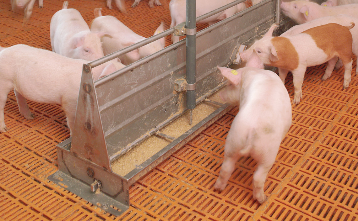 Переработка высушенной распылением свиной плазмы убивает вирусы — исследование / Агро-Матик
