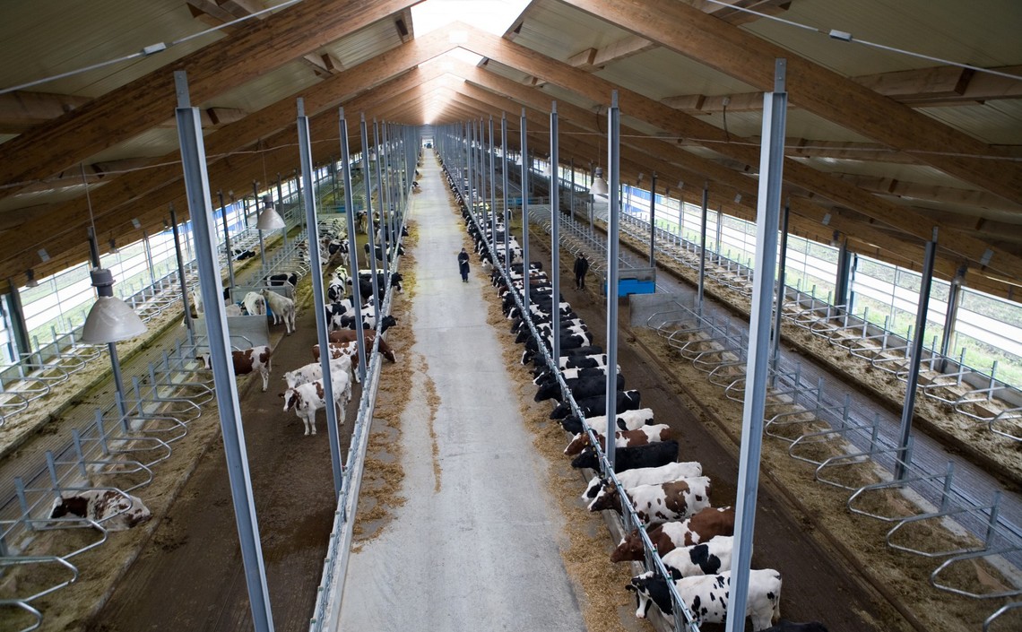 Россия станет пилотным регионом глобального проекта по развитию инновационного молочного животноводства / Агро-Матик