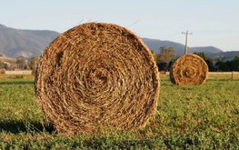 В&nbsp;России приступили к&nbsp;заготовке объемистых кормов для животноводства / Агро-Матик