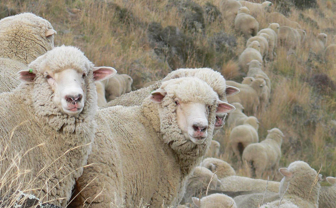 На Ставрополье внедрят австралийские технологии селекции овец / Агро-Матик