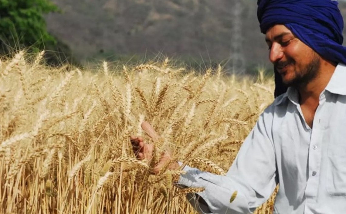 ФАО ООН повысила прогноз мирового производства пшеницы / Агро-Матик