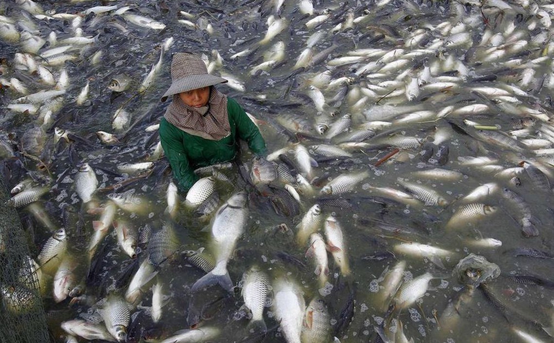 Китаю интересна рыбная отрасль Восточного Тимора / Агро-Матик